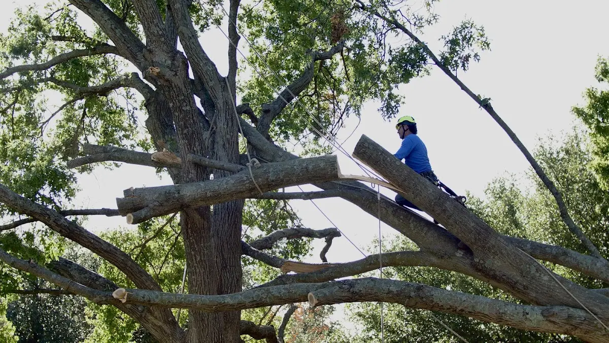 Professional Crown Thinning performed by certified arborists in Perrin